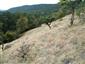 jašterica múrová (5.6.2014)